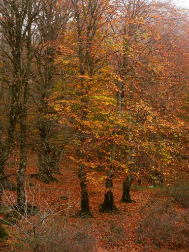 عکس چشمه بزلا