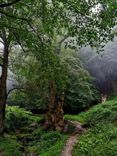 عکس چشمه بزلا