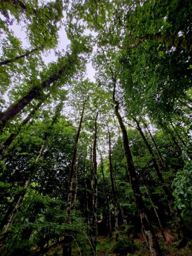 عکس چشمه بزلا