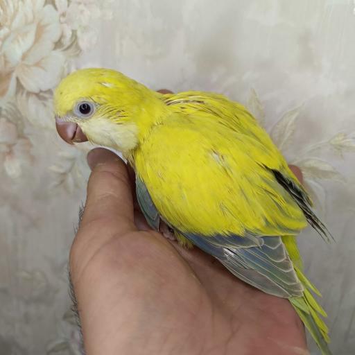 عکس سالن پرورش طوطی سانان پاروت لاولی