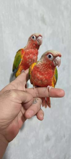 عکس سالن پرورش طوطی سانان پاروت لاولی