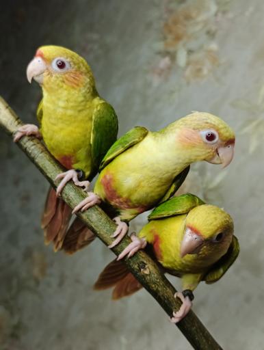 عکس سالن پرورش طوطی سانان پاروت لاولی