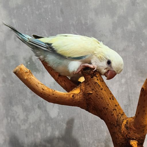 عکس سالن پرورش طوطی سانان پاروت لاولی