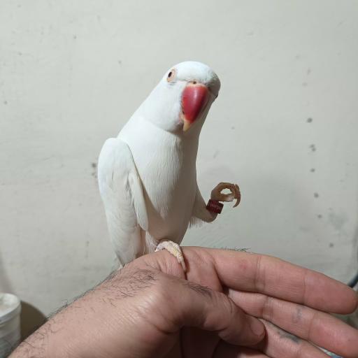 عکس سالن پرورش طوطی سانان پاروت لاولی