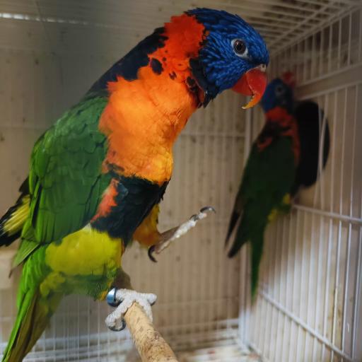 عکس سالن پرورش طوطی سانان پاروت لاولی