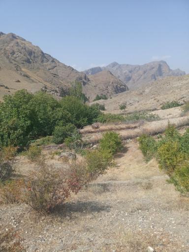 عکس چرچیلو