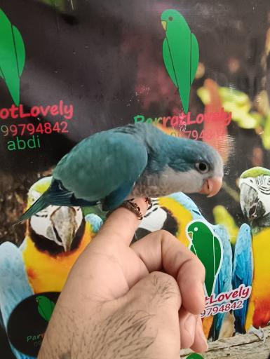 سالن پرورش طوطی سانان پاروت لاولی