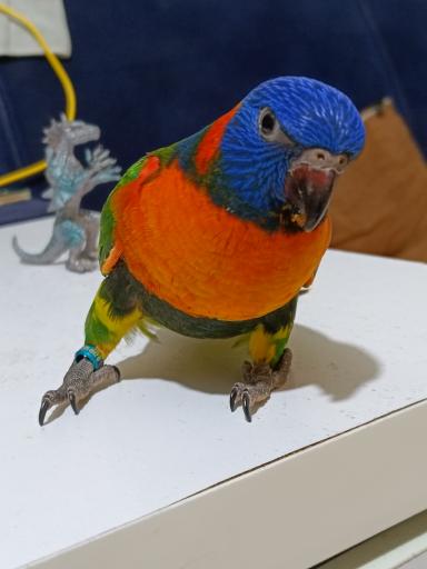 عکس سالن پرورش طوطی سانان پاروت لاولی