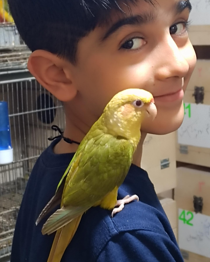 عکس سالن پرورش طوطی سانان پاروت لاولی