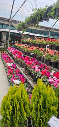 عکس خانه گل ناردین