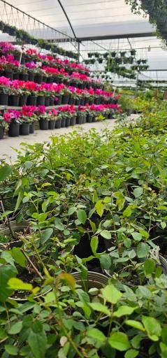 خانه گل ناردین