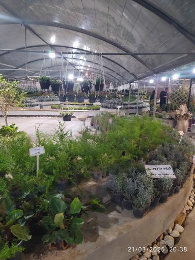 عکس خانه گل ناردین