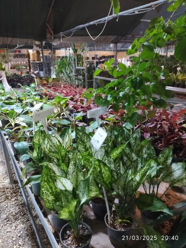 خانه گل ناردین