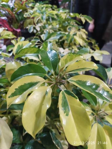 خانه گل ناردین