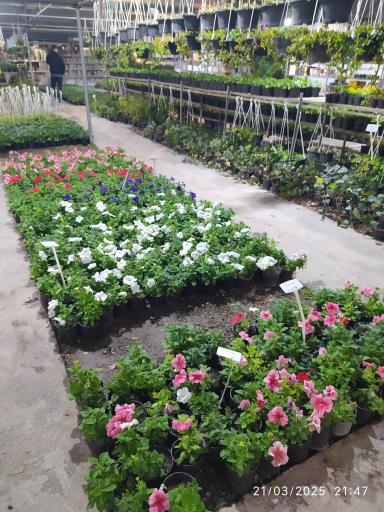 خانه گل ناردین