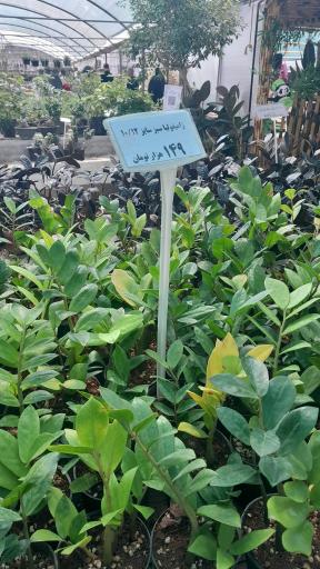 عکس خانه گل ناردین