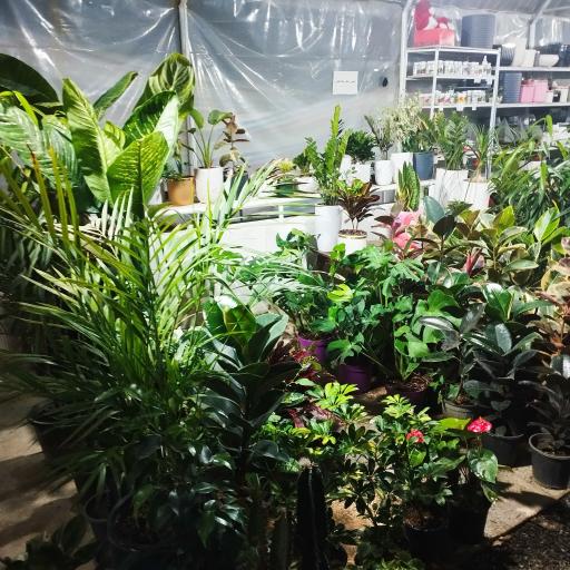 عکس گلخانه لیندا ارومیه