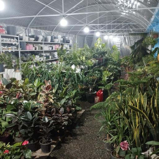 عکس گلخانه لیندا ارومیه