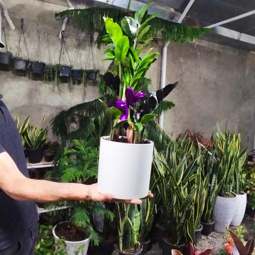 گلخانه لیندا ارومیه