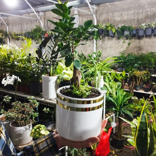 عکس گلخانه لیندا ارومیه