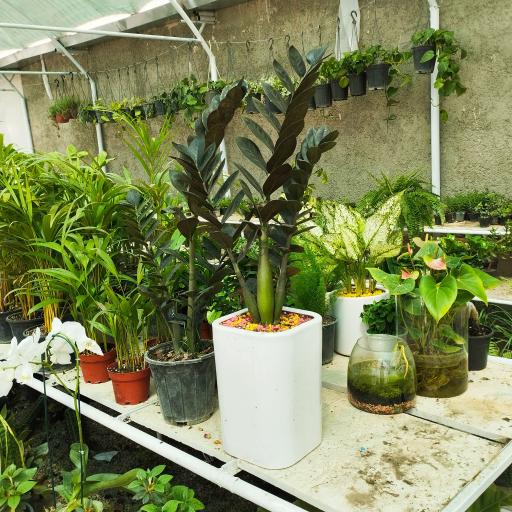 عکس گلخانه لیندا ارومیه