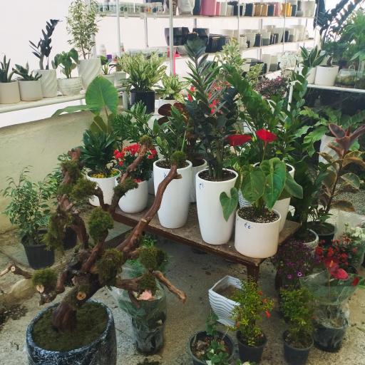 عکس گلخانه لیندا ارومیه