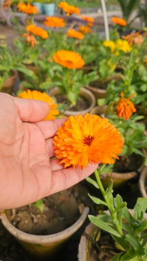 عکس خانه گل ناردین