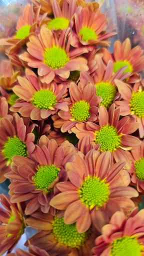 عکس خانه گل ناردین