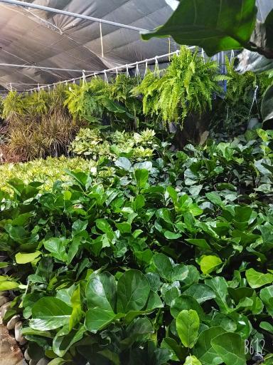 عکس خانه گل ناردین