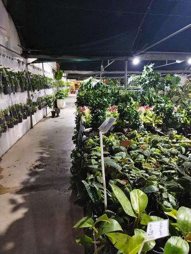 عکس خانه گل ناردین