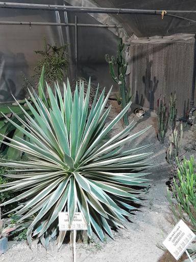 عکس خانه گل ناردین