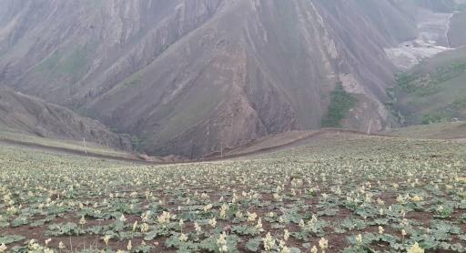 عکس بوته زار کوهستان تالون
