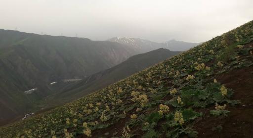 عکس بوته زار کوهستان تالون