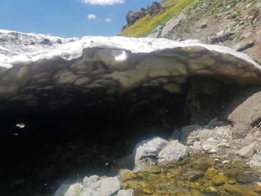 عکس بوته زار کوهستان تالون