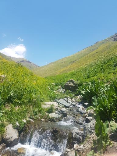 عکس بوته زار کوهستان تالون