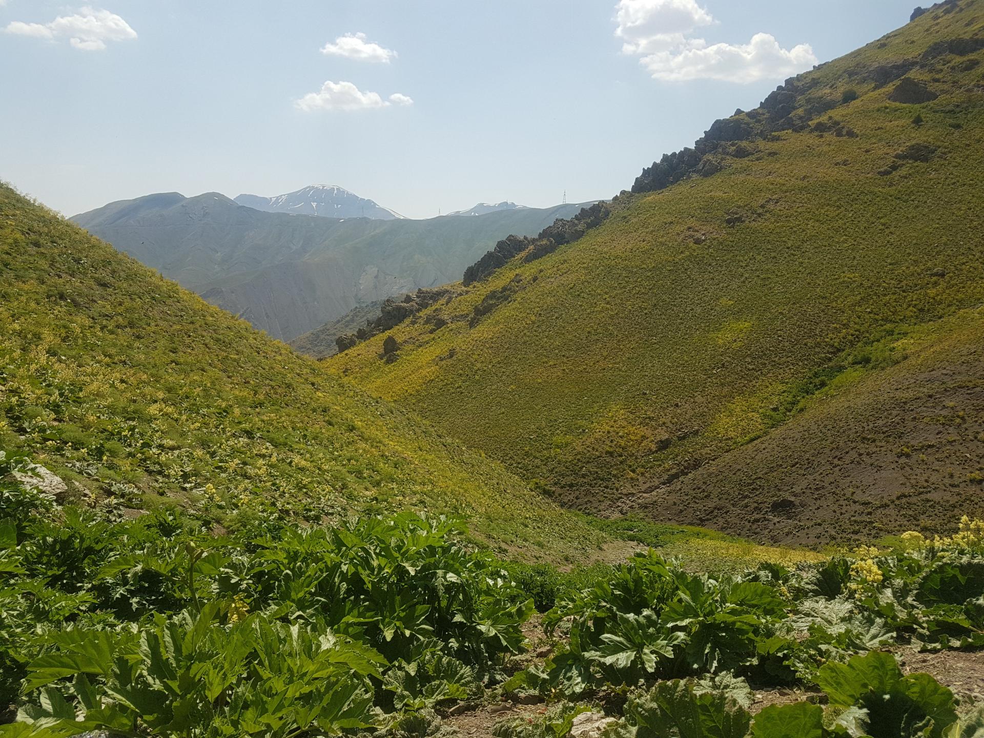 عکس بوته زار کوهستان تالون