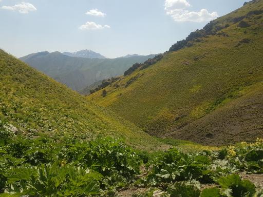 عکس بوته زار کوهستان تالون