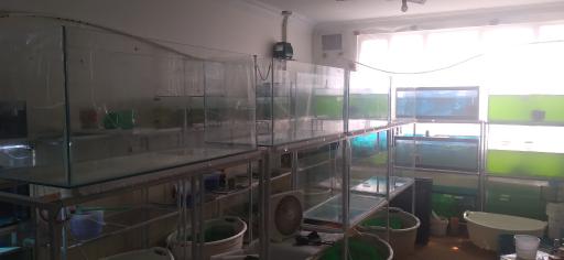 عکس پرورش ماهی اکوالند