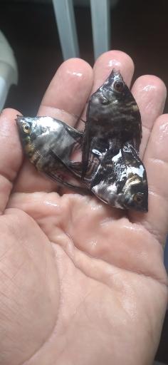 عکس پرورش ماهی اکوالند