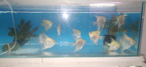 پرورش ماهی اکوالند