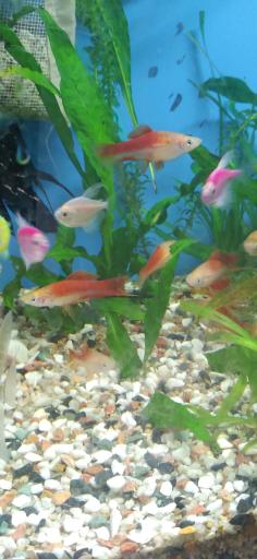 پرورش ماهی اکوالند