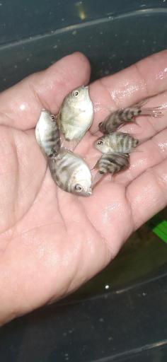 عکس پرورش ماهی اکوالند