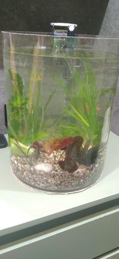 عکس پرورش ماهی اکوالند