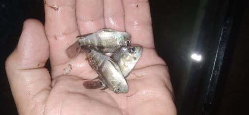 پرورش ماهی اکوالند