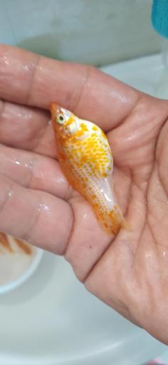 عکس پرورش ماهی اکوالند