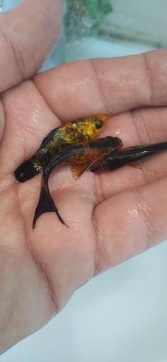 عکس پرورش ماهی اکوالند