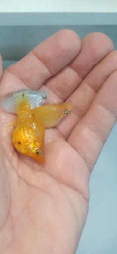 پرورش ماهی اکوالند