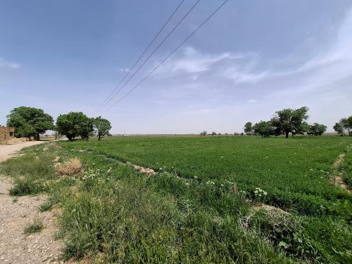 عکس خیارج