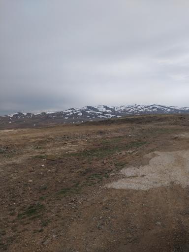 عکس بنه کهل