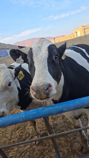 عکس آسیاب غفاری قم دامشهر